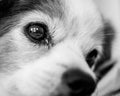 Close up of adoring dog`s face in black and white